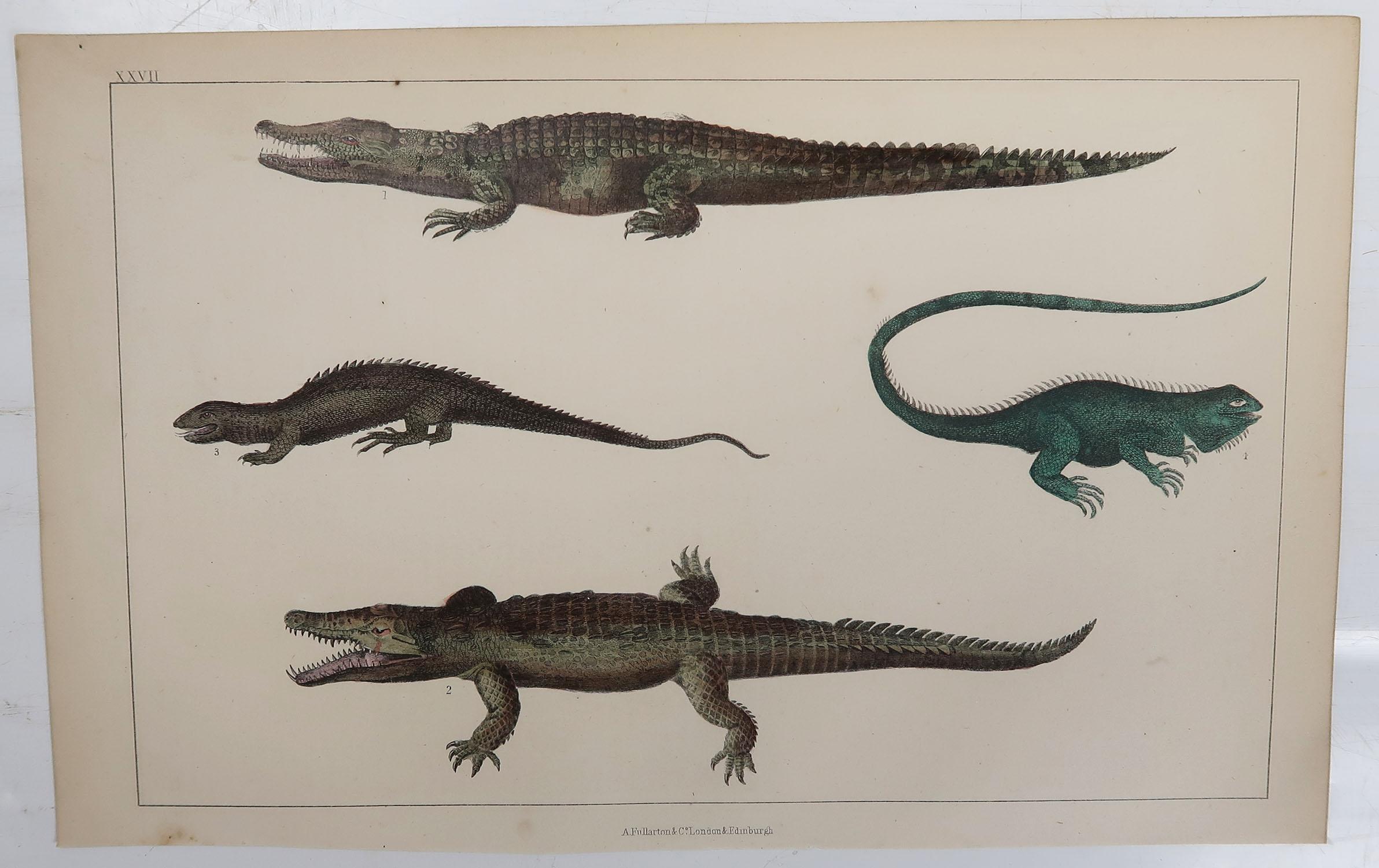 Folk Art Original Antique Print of Crocodiles, 1847 'Unframed'