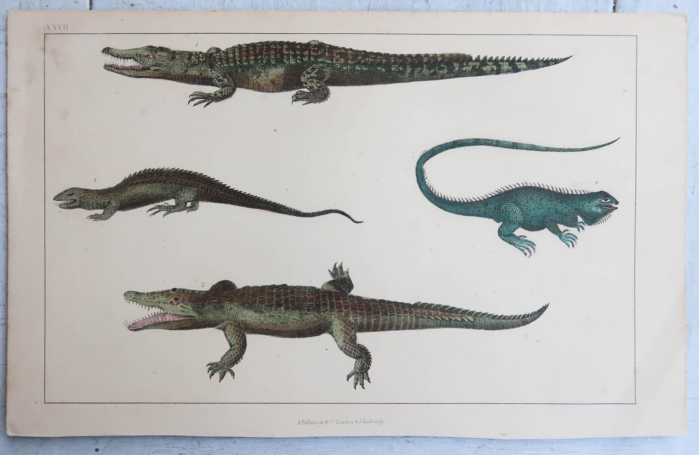 Folk Art Original Antique Print of Crocodiles, 1847 'Unframed' For Sale