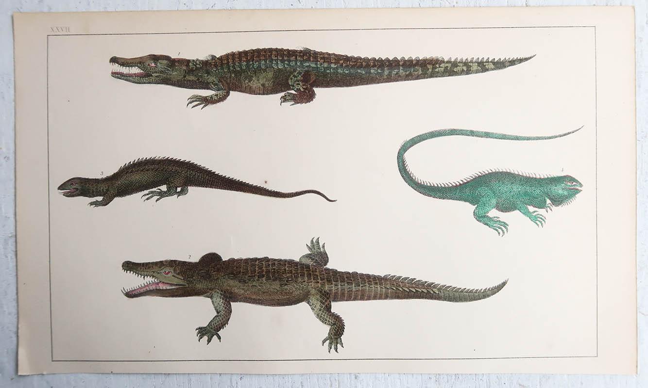 Arte popolare Stampa antica originale di Coccodrilli, 1847, senza cornice in vendita