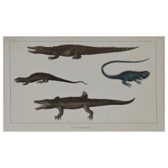 Original Antique Print of Crocodiles, 1847 'Unframed'