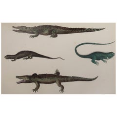 Original Antique Print of Crocodiles, 1847 'Unframed'