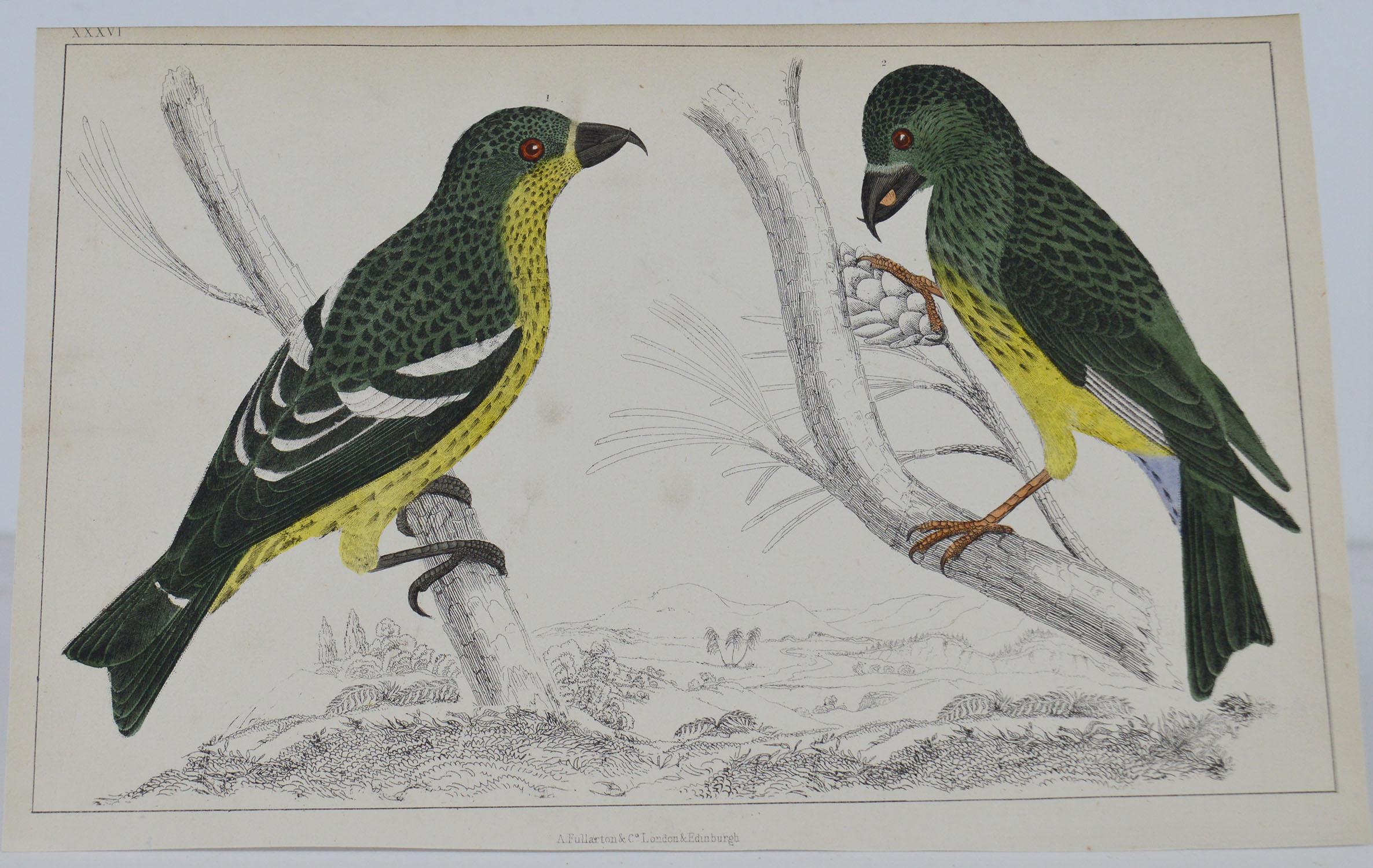Great image of crossbills

Unframed. It gives you the option of perhaps making a set up using your own choice of frames.

Lithograph after Cpt. brown with original hand color.

Published, 1847.

Free shipping.




  
