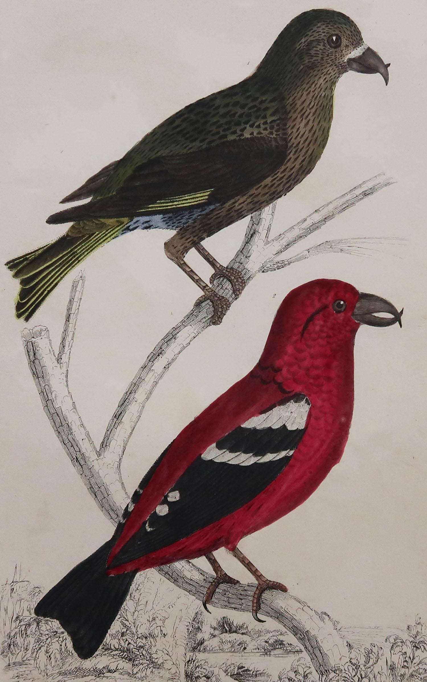 Great image of crossbills

Unframed. It gives you the option of perhaps making a set up using your own choice of frames.

Lithograph after Cpt. brown with original hand color.

Published, 1847.

Free shipping.




