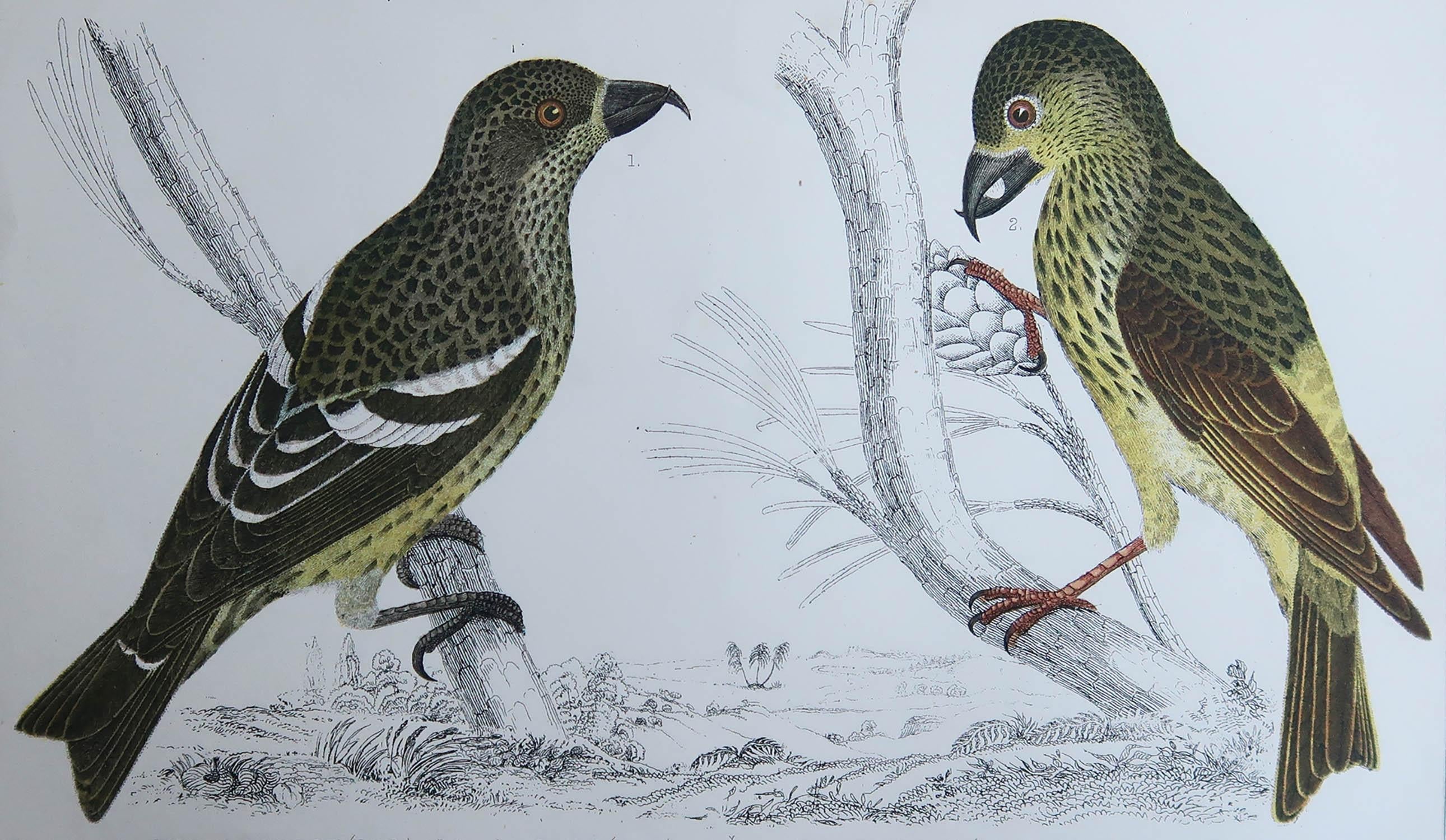Great image of crossbills

Unframed. It gives you the option of perhaps making a set up using your own choice of frames.

Lithograph after Cpt. brown with original hand color.

Published, 1847.

Free shipping.




 