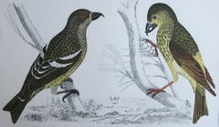 Original Antique Print of Crossbills, 1847 'Unframed'