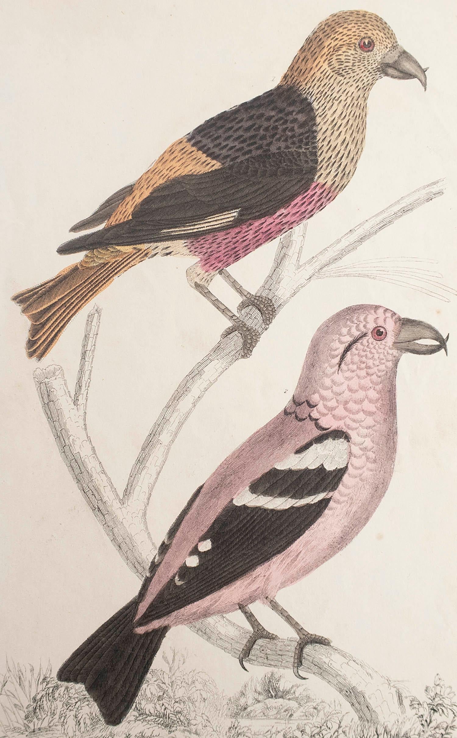 Great image of crossbills

Unframed. It gives you the option of perhaps making a set up using your own choice of frames.

Lithograph after Cpt. brown with original hand color.

Published, 1847.

Free shipping.




