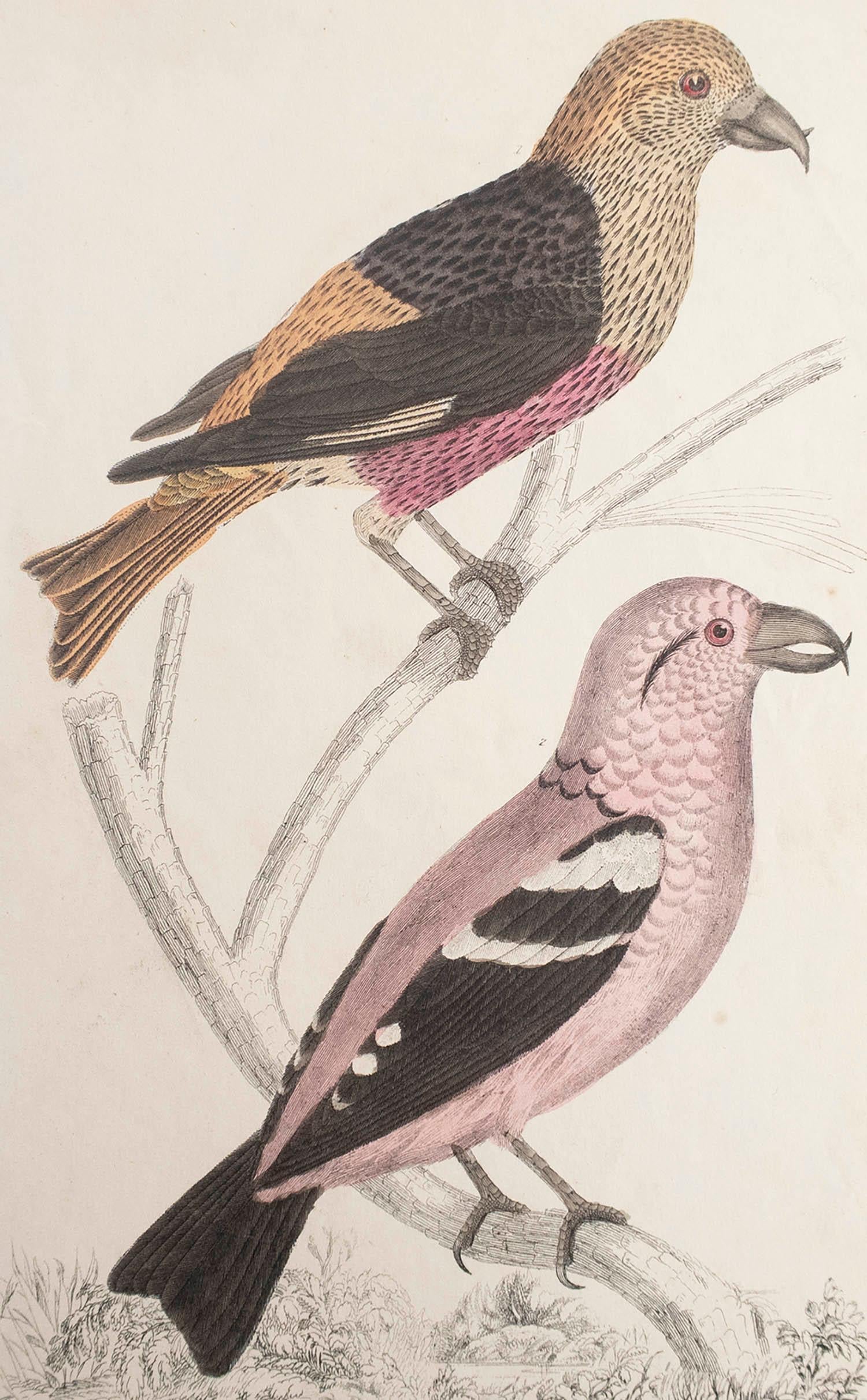 Belle image de becs-croisés

Non encadré. Il vous donne la possibilité de réaliser un montage en utilisant les cadres de votre choix.

Lithographie d'après le Cpt. Brown avec couleur originale à la main.

Publié en 1847.

Livraison gratuite.




