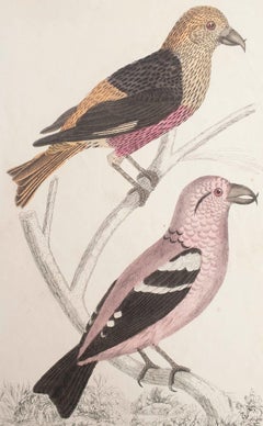 Stampa antica originale di Balestrucci, 1847, senza cornice
