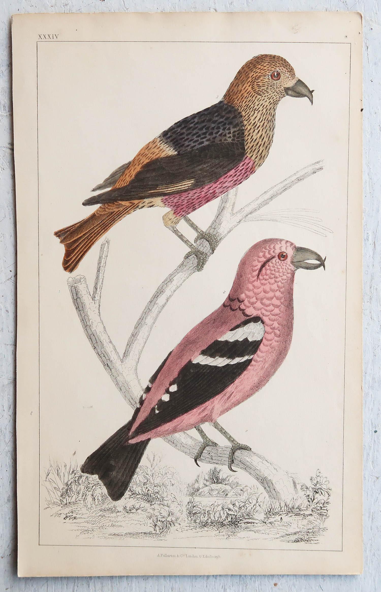 Folk Art Original Antique Print of Crossbills, 1847 'Unframed' For Sale