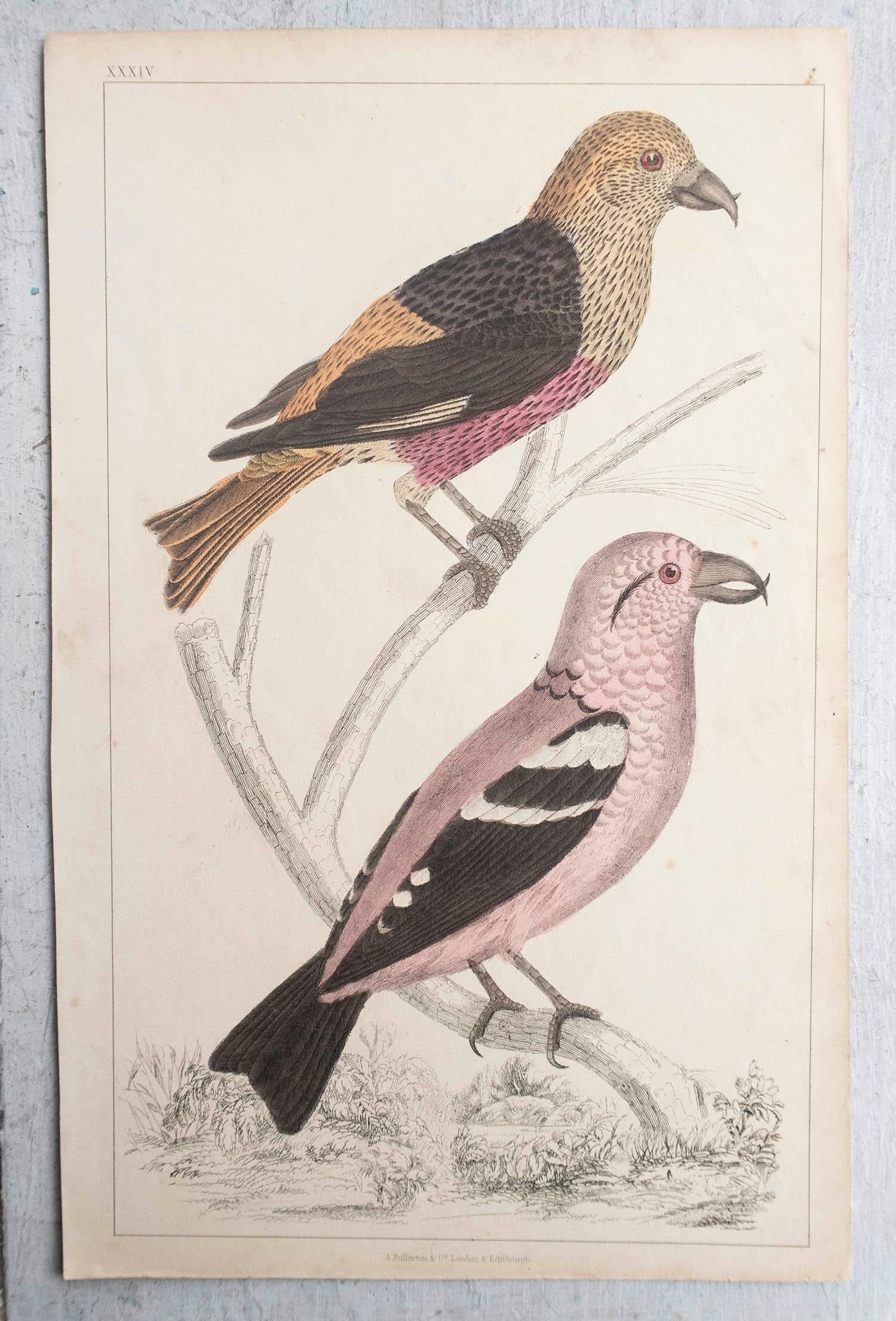 Folk Art Original Antique Print of Crossbills, 1847 'Unframed' For Sale