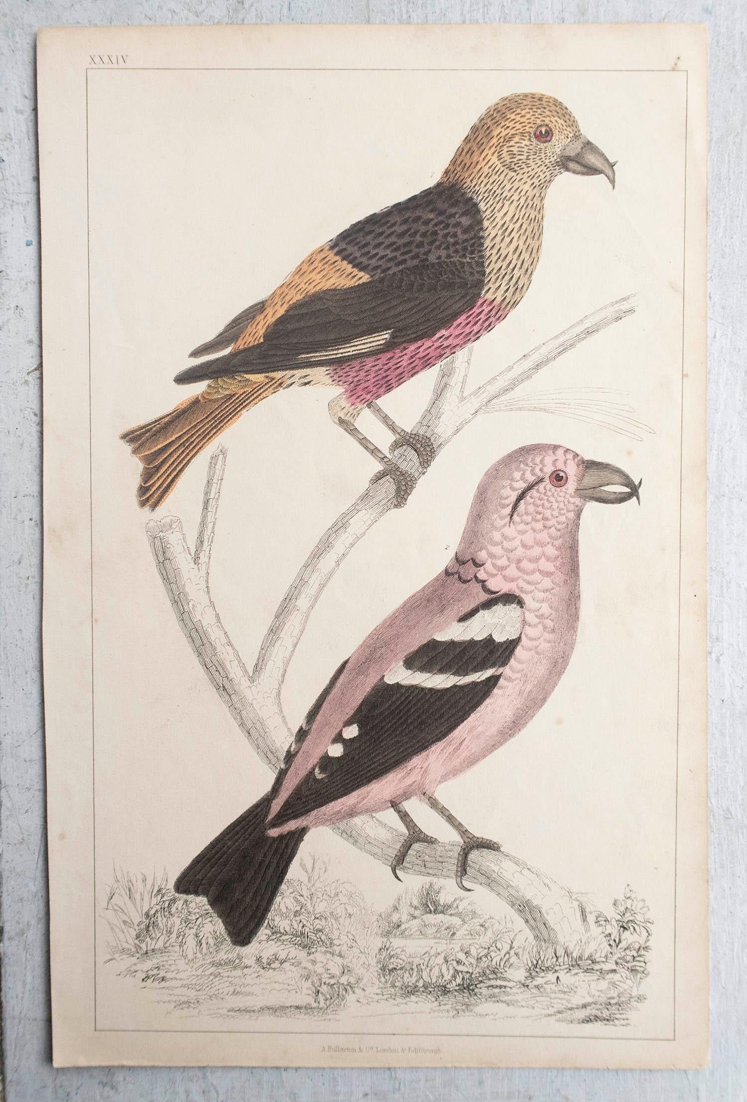 Anglais Impression ancienne originale de blés croisés, 1847, non encadrée en vente