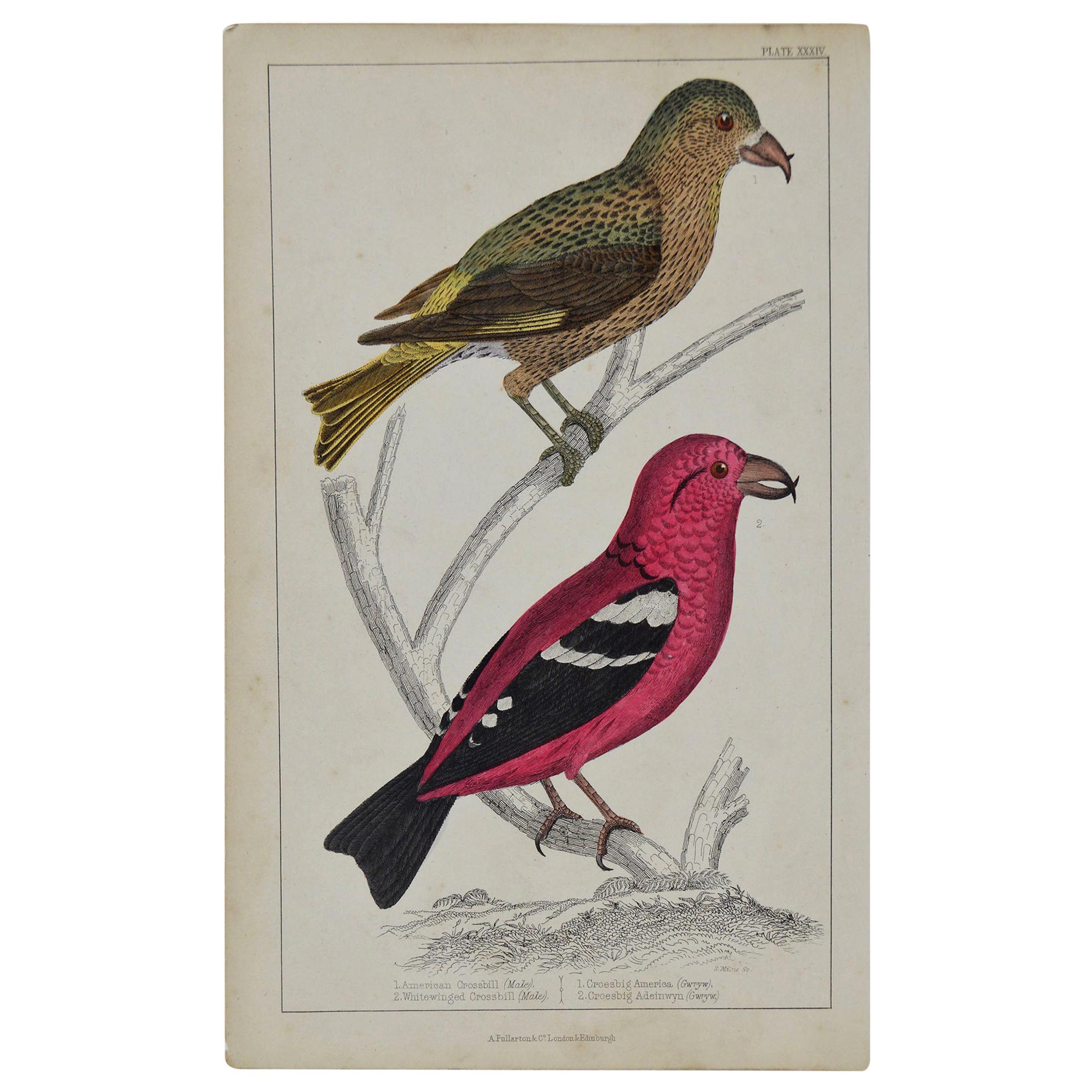 Original Antique Print of Crossbills, 1847 'Unframed'