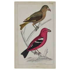 Original Antique Print of Crossbills, 1847 'Unframed'