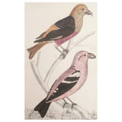 Original Antique Print of Crossbills, 1847 'Unframed'