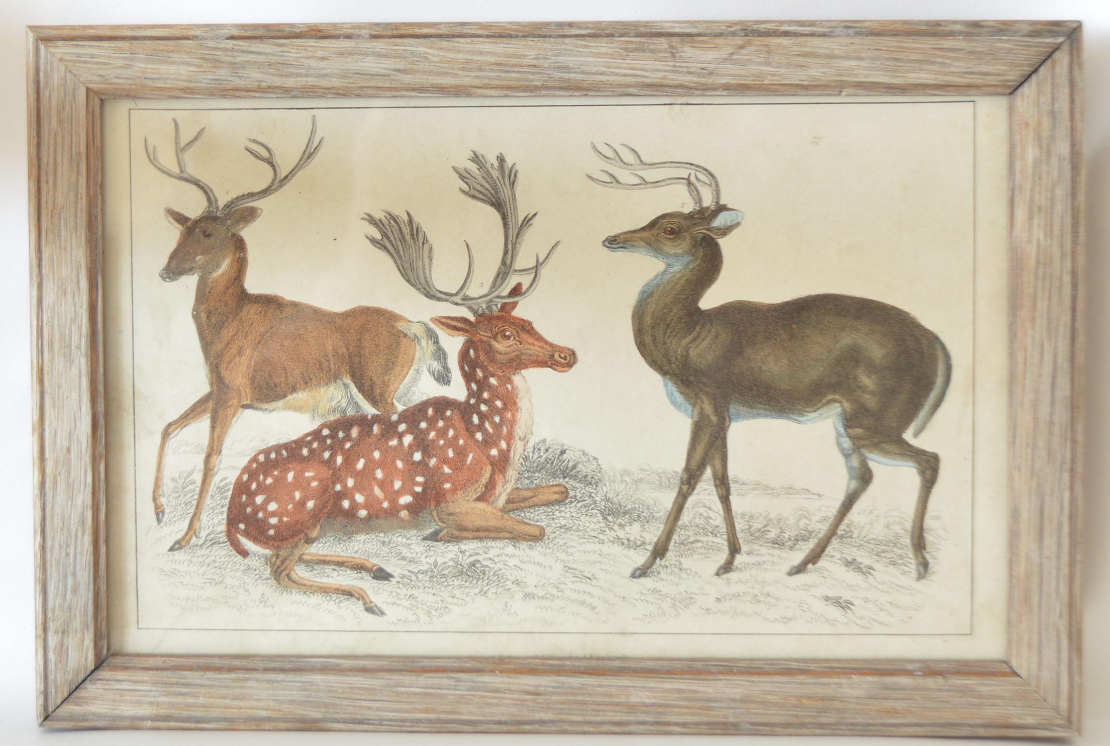 Great image of deer presented in a distressed antique oak frame.

Lithograph after Cpt. Brown with original hand color.

Published 1847.

Free shipping.
 

