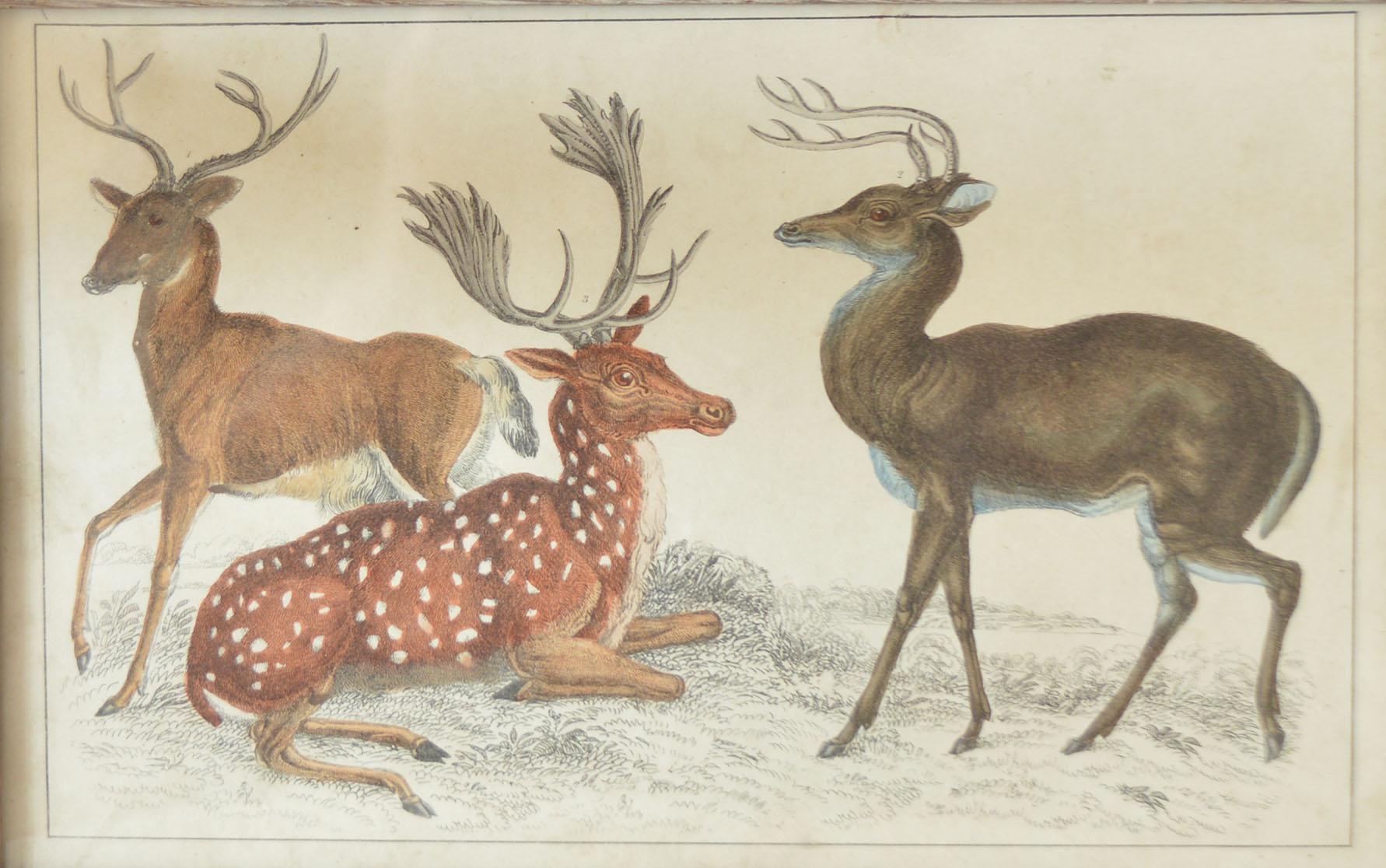Folk Art Original Antique Print of Deer, 1847