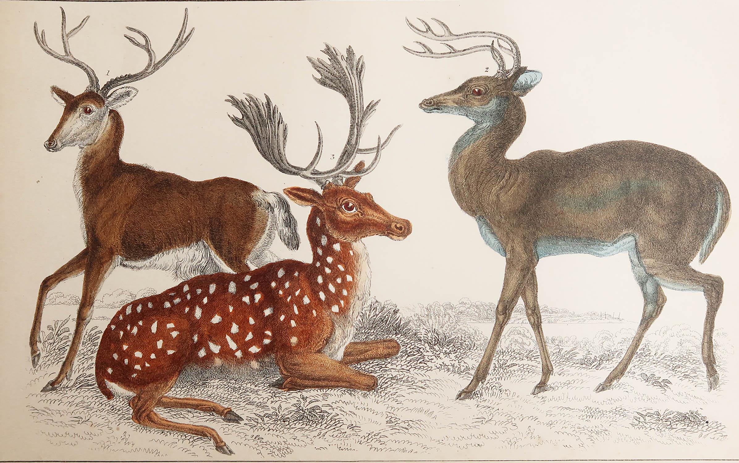 Great image of deer.

Unframed. It gives you the option of perhaps making a set up using your own choice of frames.

Lithograph after Cpt. brown with original hand color.

Published: 1847.

Free shipping.






