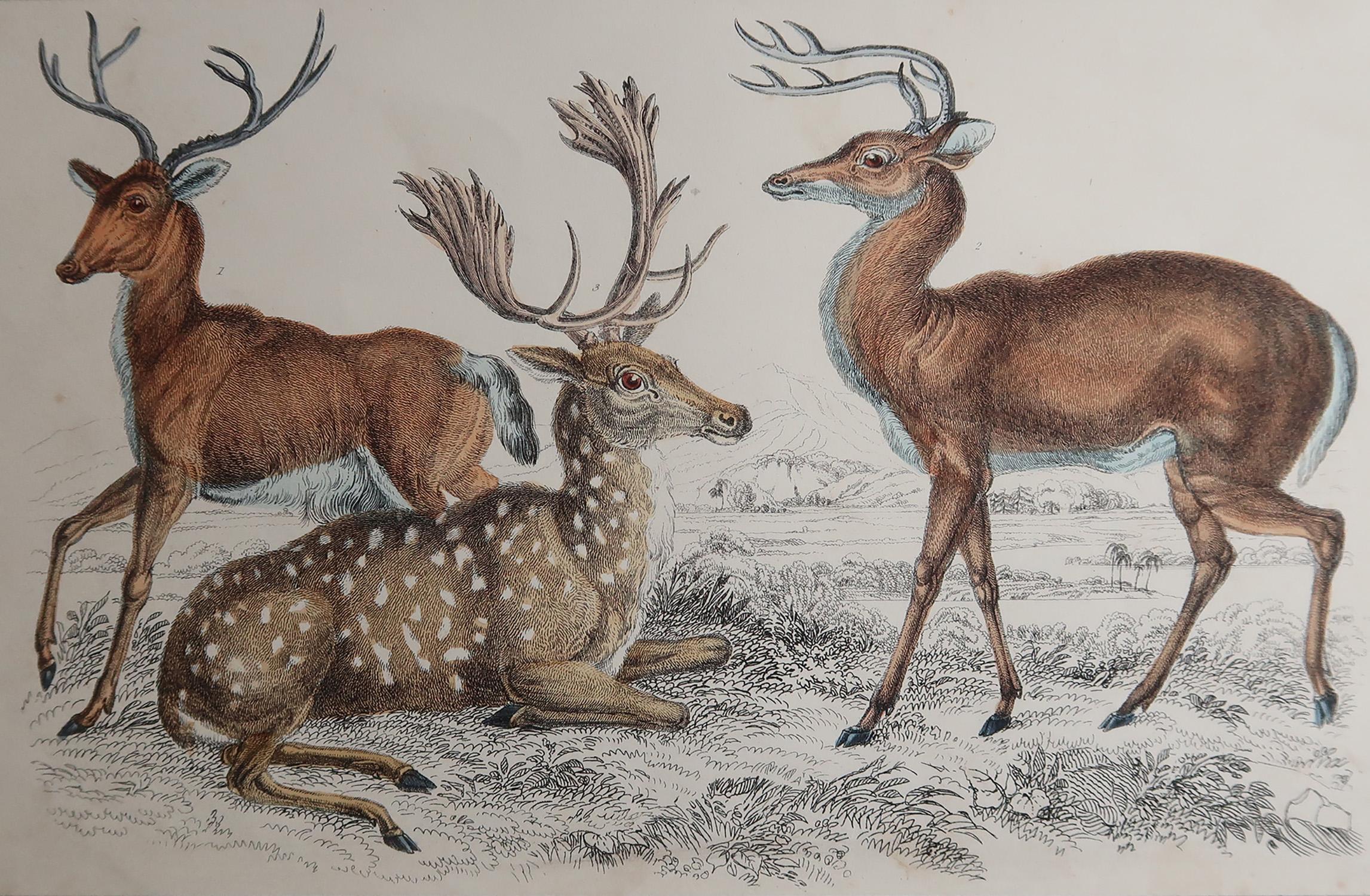 Tolles Bild von Rehen.

Ungerahmt. So haben Sie die Möglichkeit, Ihre eigene Auswahl an Rahmen zu treffen.

Lithographie nach Cpt. Braun mit Original-Handkolorit.

Veröffentlicht 1847.

Kostenloser Versand.






