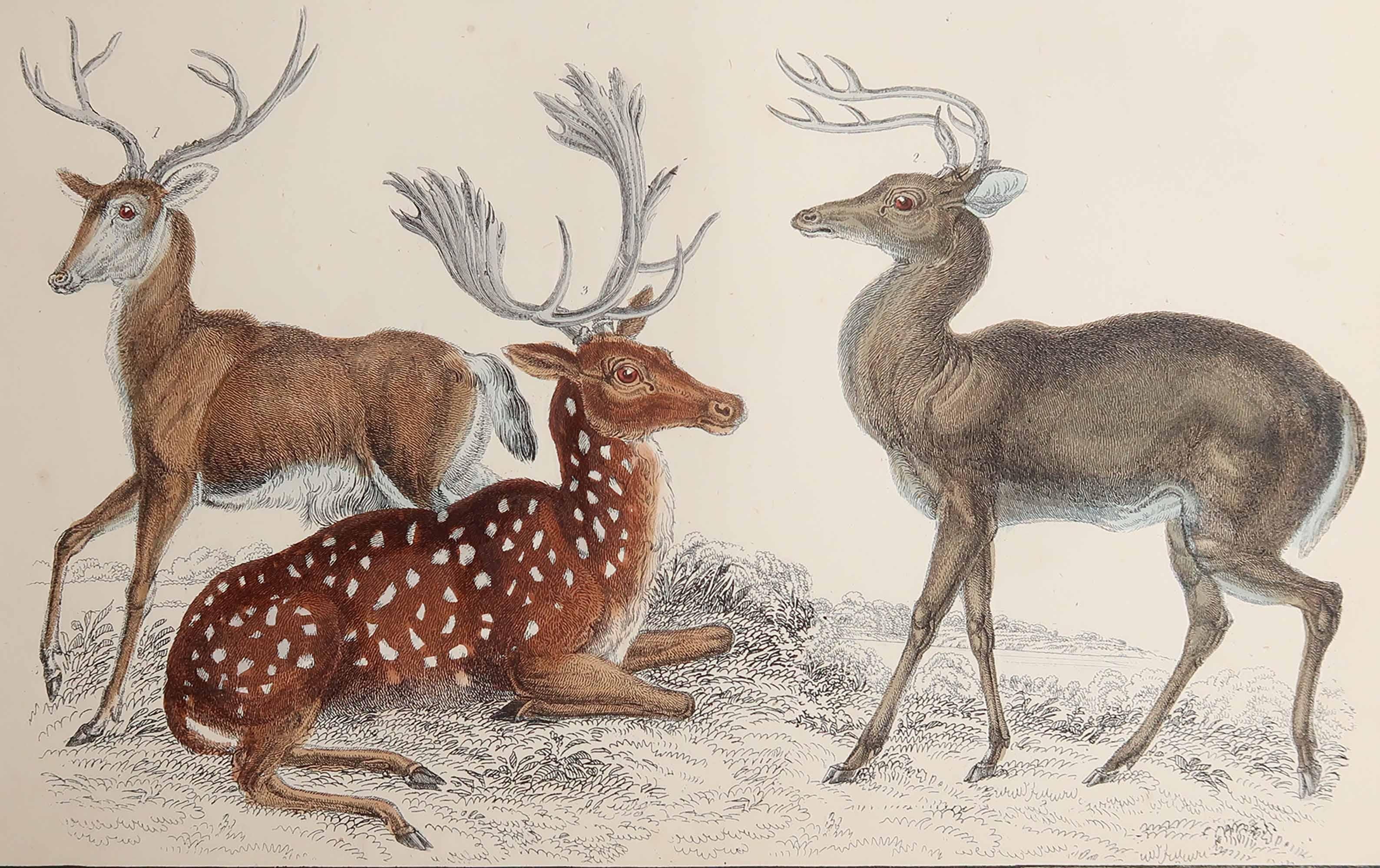 Superbe image de cerf.

Non encadré. Il vous donne la possibilité de réaliser un montage en utilisant les cadres de votre choix.

Lithographie d'après le Cpt. Brown avec couleur originale à la main.

Publié en 1847.

Livraison gratuite.






