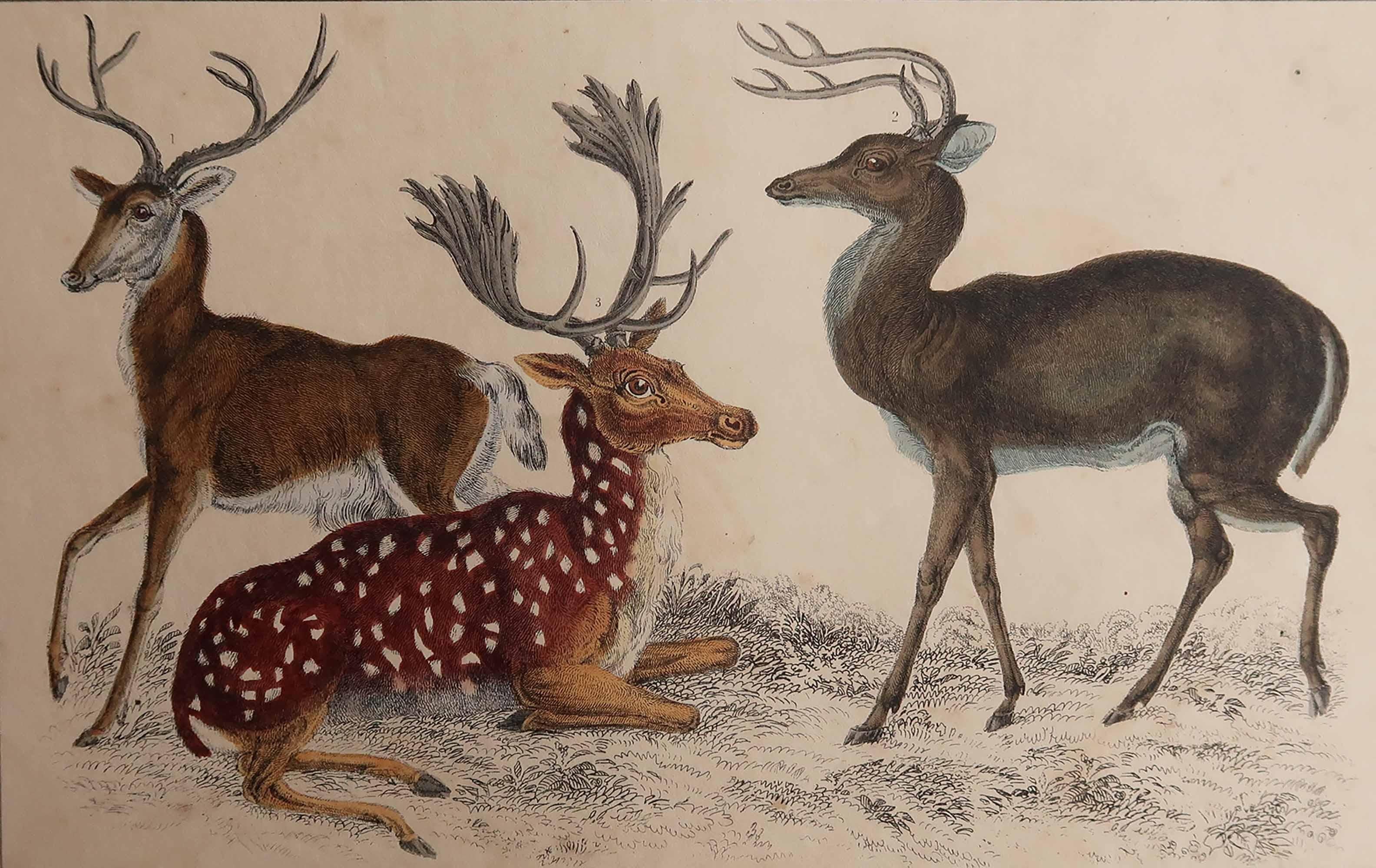 Great image of deer.

Unframed. It gives you the option of perhaps making a set up using your own choice of frames.

Lithograph after Cpt. brown with original hand color.

Published 1847.

Free shipping.






