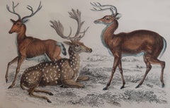 Original Antique Print of Deer, 1847 'Unframed'