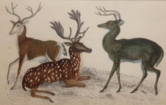 Original Antique Print of Deer, 1847 'Unframed'