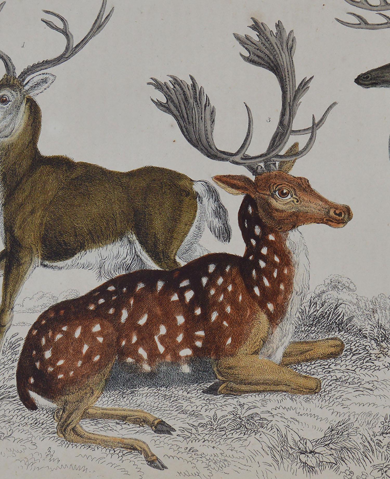 Folk Art Original Antique Print of Deer, 1847 'Unframed'