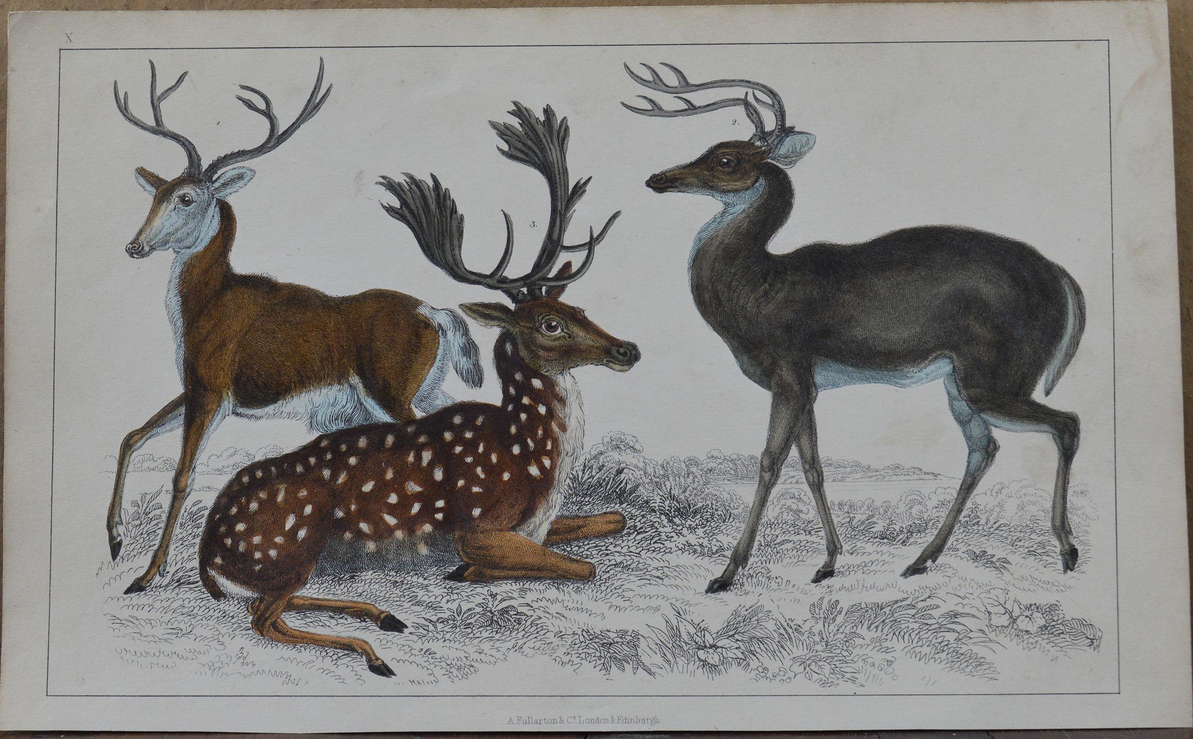 Folk Art Original Antique Print of Deer, 1847 'Unframed'