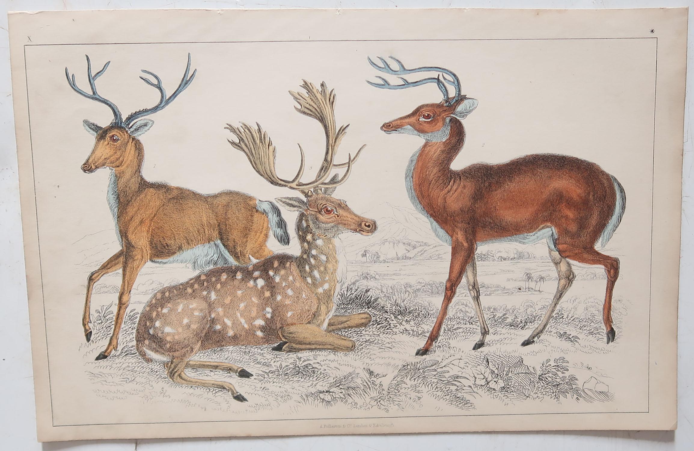 Folk Art Original Antique Print of Deer, 1847 'Unframed'