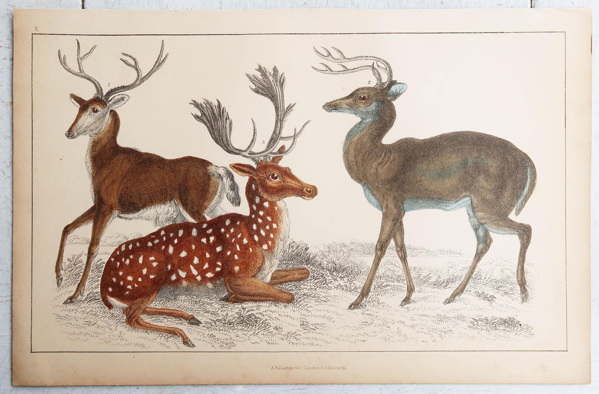 Folk Art Original Antique Print of Deer, 1847 'Unframed' For Sale