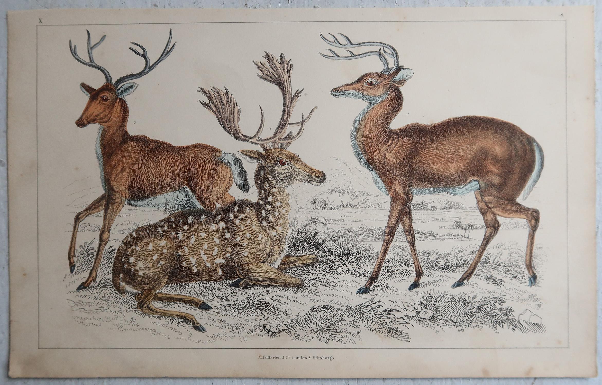 Original Antiker Druck von Hirsch, 1847, ungerahmt (Volkskunst) im Angebot