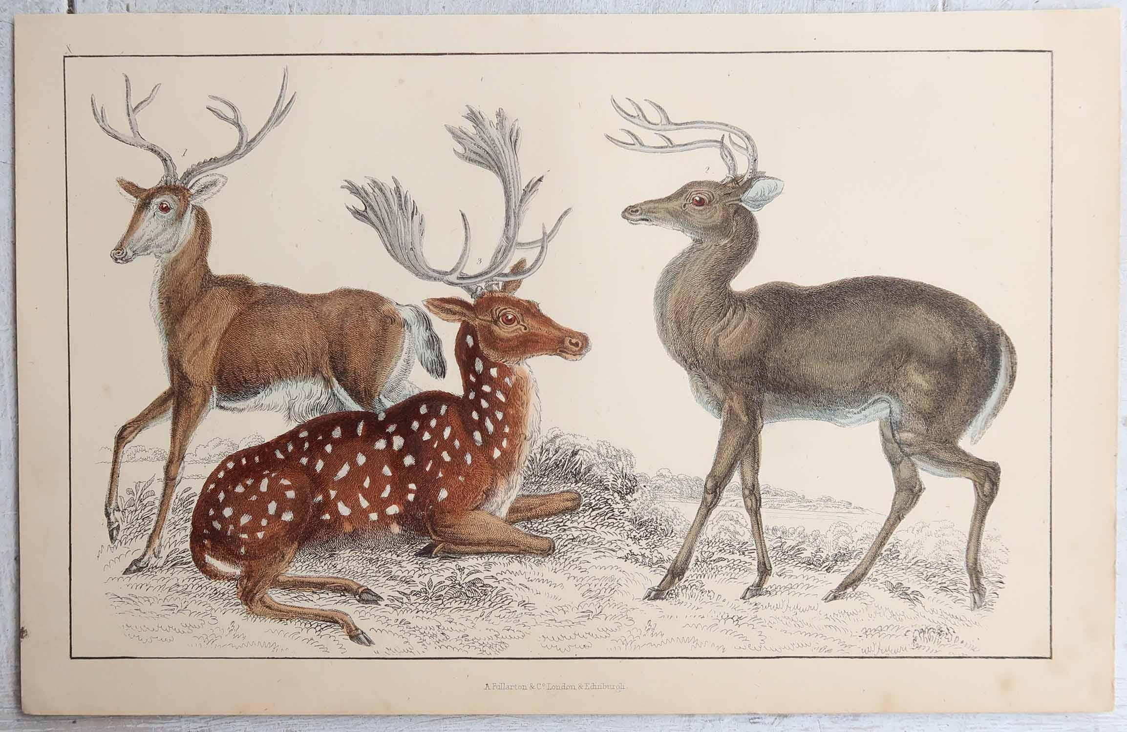 Artisanat Impression originale et ancienne de cerf, 1847, non encadrée en vente
