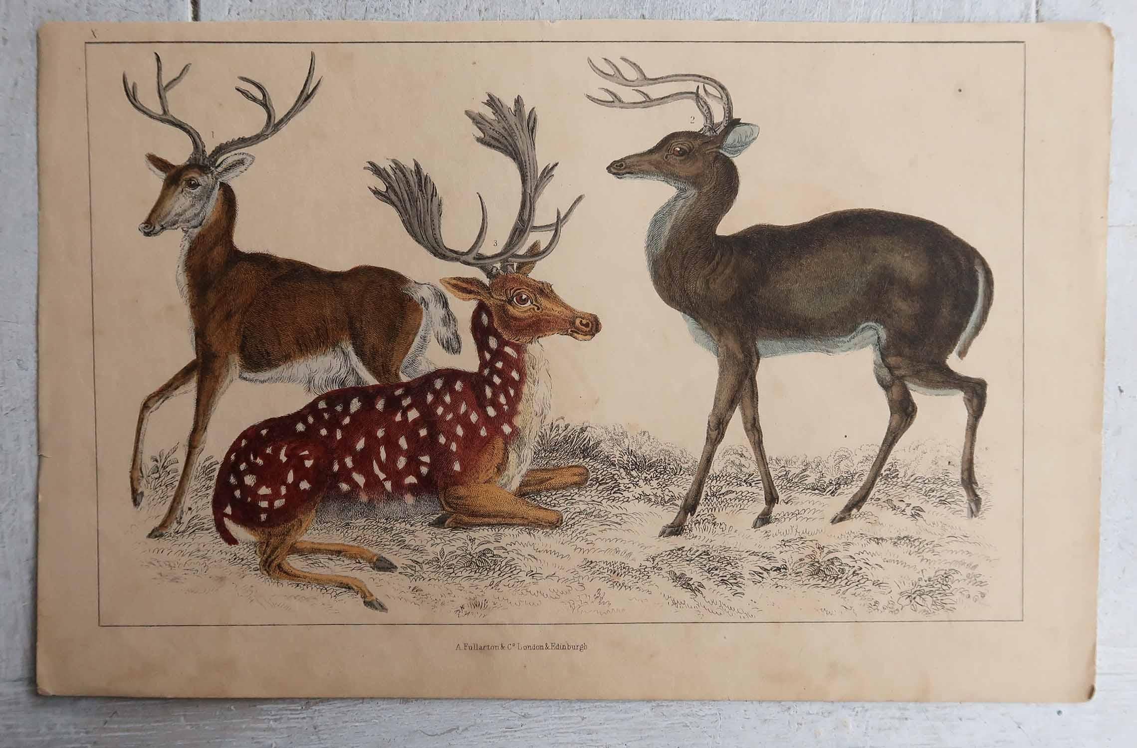 Folk Art Original Antique Print of Deer, 1847 'Unframed' For Sale