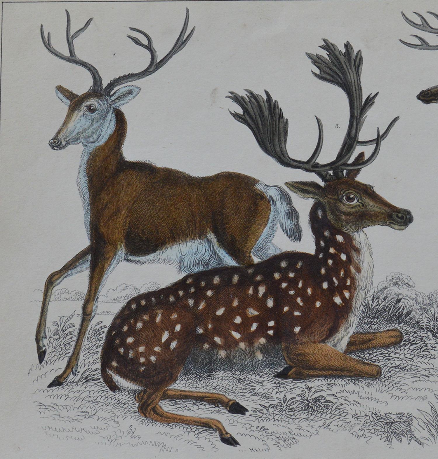 English Original Antique Print of Deer, 1847 'Unframed'
