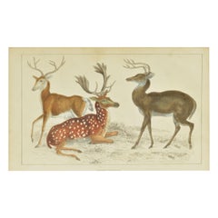 Original Antique Print of Deer, 1847
Unframed
Original Antique Print of Deer, 1847
Unframed