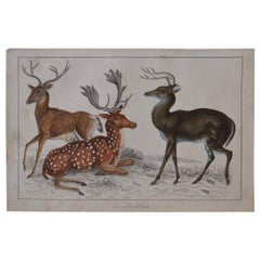 Original Antique Print of Deer, 1847
Unframed
Original Antique Print of Deer, 1847
Unframed