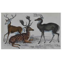 Original Antique Print of Deer, 1847 'Unframed'