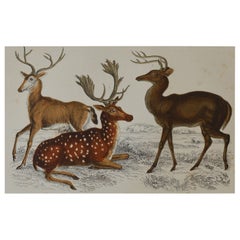 Original Antique Print of Deer, 1847
Unframed
Original Antique Print of Deer, 1847
Unframed