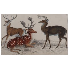 Original Antique Print of Deer, 1847 'Unframed'