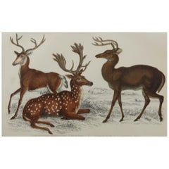 Original Antique Print of Deer, 1847
Unframed
Original Antique Print of Deer, 1847
Unframed