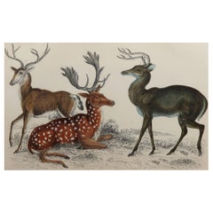 Original Antique Print of Deer, 1847
Unframed
Original Antique Print of Deer, 1847
Unframed