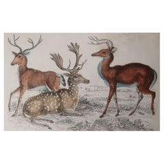 Original Antique Print of Deer, 1847
Unframed
Original Antique Print of Deer, 1847
Unframed