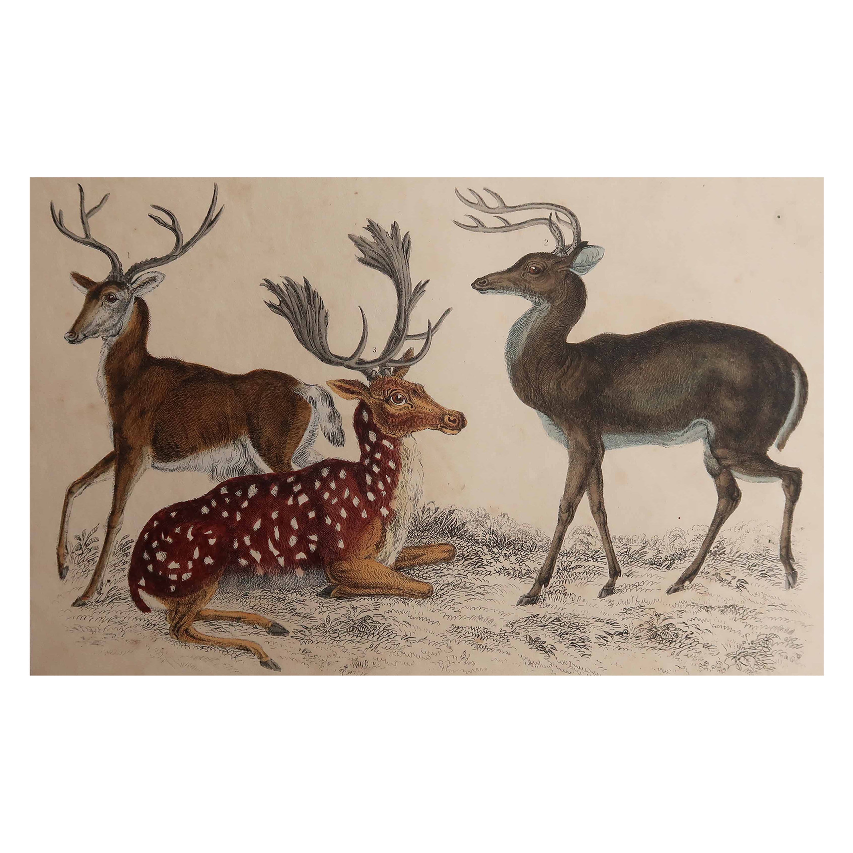 Original Antique Print of Deer, 1847 'Unframed'