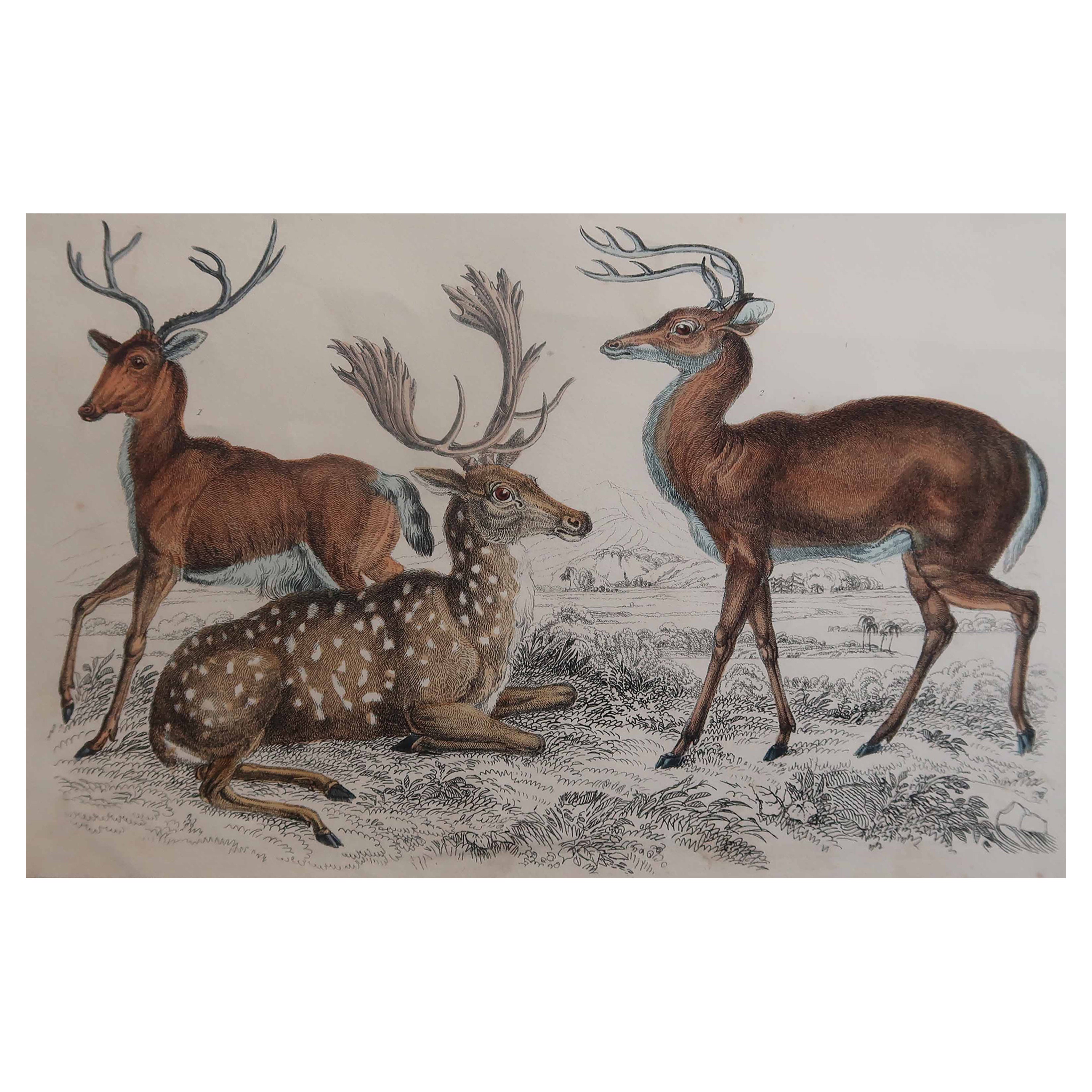 Original Antique Print of Deer, 1847 'Unframed'
