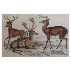 Impression originale et ancienne de cerf, 1847, non encadrée Impression originale et ancienne de cerf, 1847, non encadrée