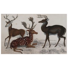 Original Antique Print of Deer, 1847
Unframed
Original Antique Print of Deer, 1847
Unframed
