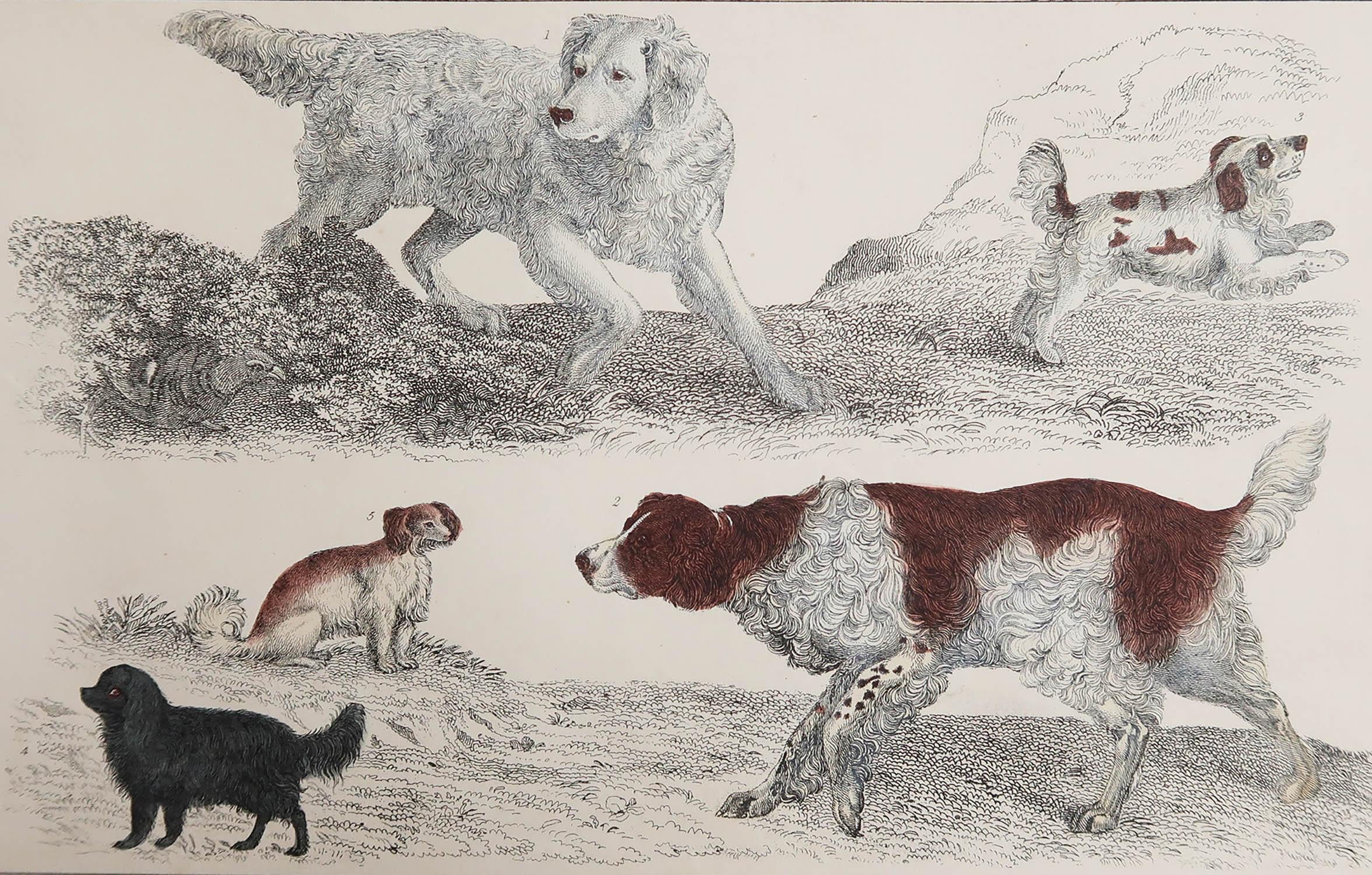 Great image of dogs

Unframed. It gives you the option of perhaps making a set up using your own choice of frames.

Lithograph after Cpt. brown with original hand color.

Published, 1847.






