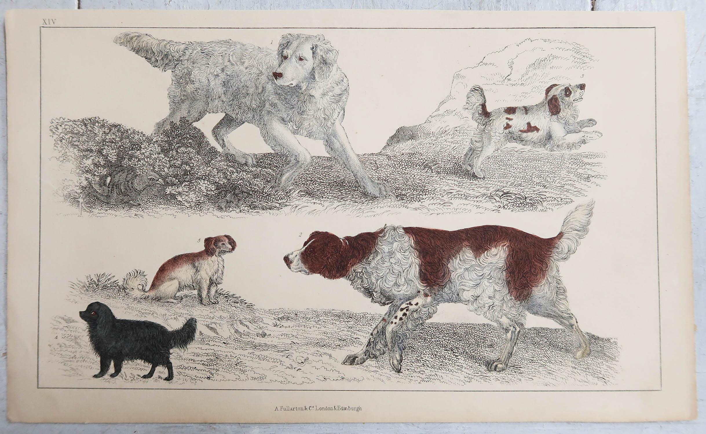 Folk Art Original Antique Print of Dogs, 1847, 'Unframed' For Sale