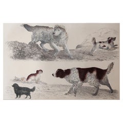 Original Antique Print of Dogs, 1847, 'Unframed'