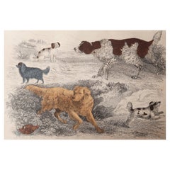 Original Antique Print of Dogs, 1847, 'Unframed'